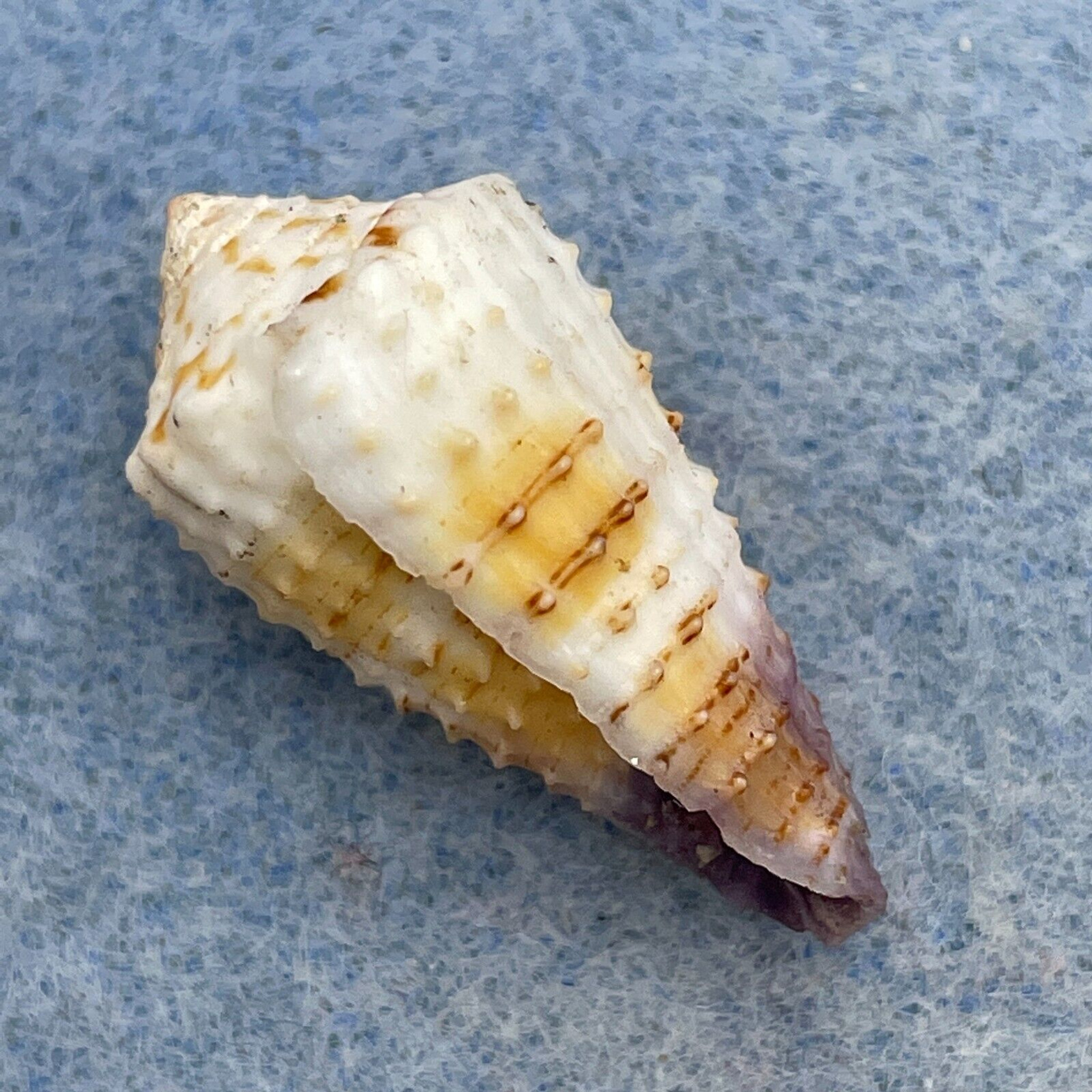 #7 Conus muriculatus 25.7mm F+ Philippines - Cerulean Specimen Shells