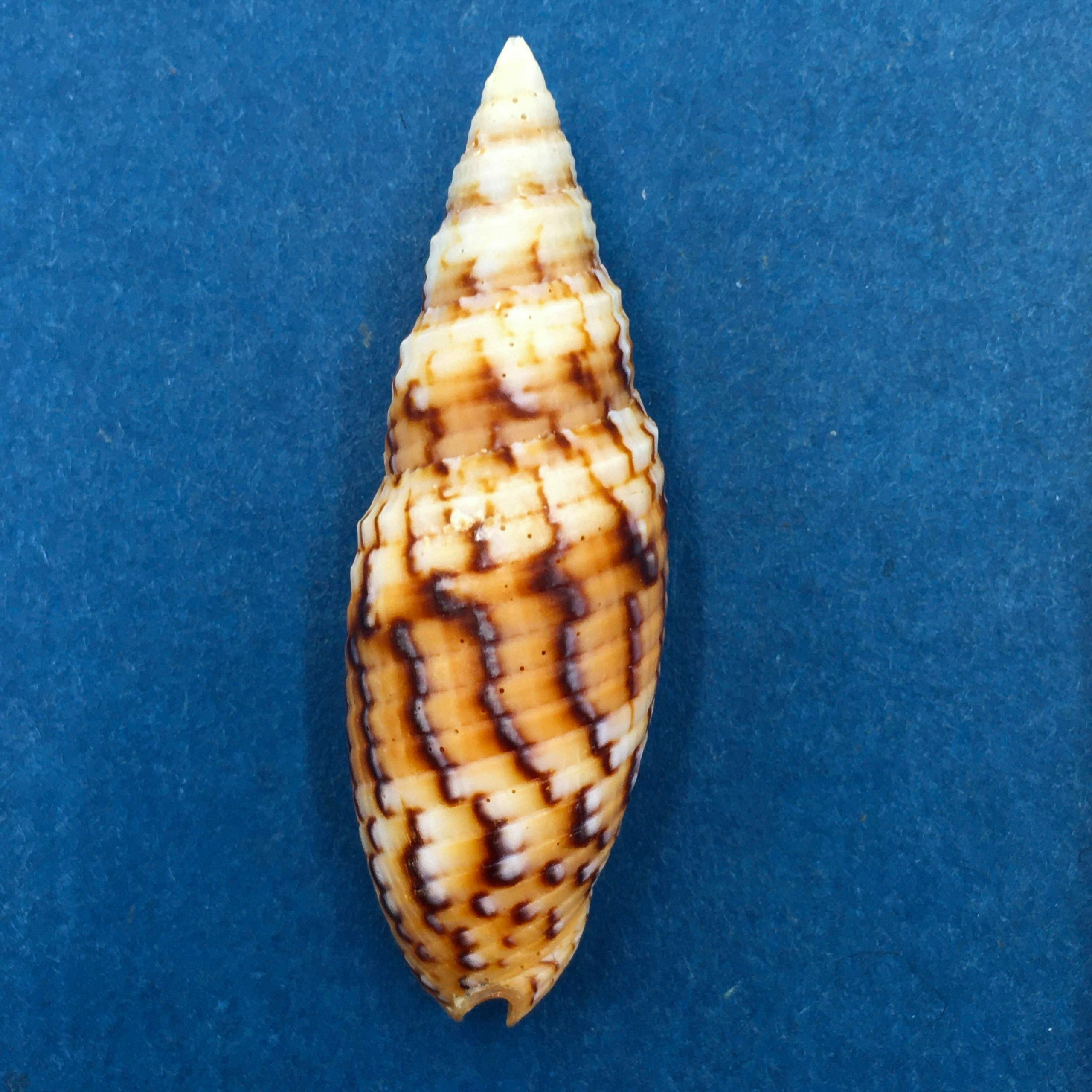 Cerulean Specimen Shells