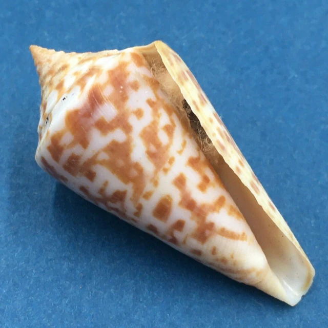 Cornial Shell Cerulean Specimen Shells