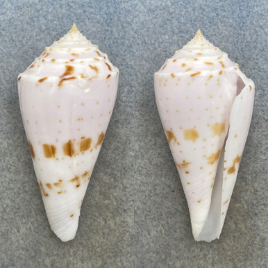 Solmere All Shells #6 Conus ione 58.2mm F+ Southern Mindanao, Philippines - Cerulean ...