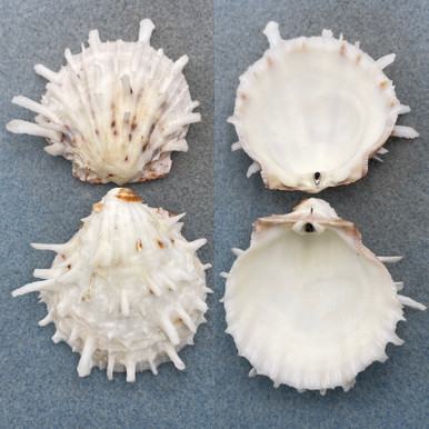 Solmere All Shells #2 Spondylus sp 56.8mm F+ No Data - Cerulean Specimen Shells