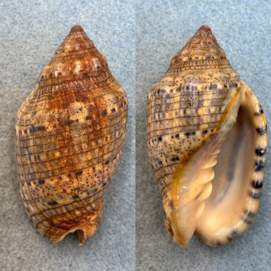 Greanda Sea Shell Voluta musica 64.1mm F Grenada, 2fm In Sand - Cerulean Specimen Shells