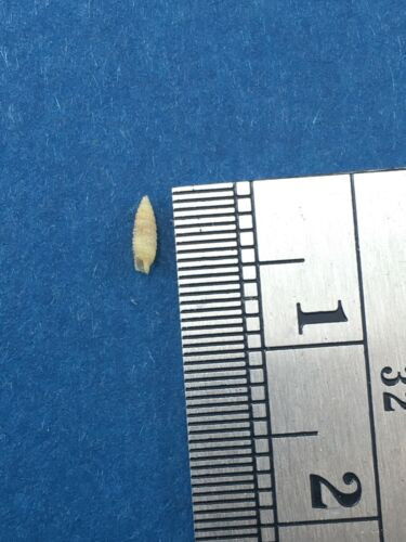 Microshell 85 Monophorus Monachus 4.6mm Microshell Trawled Cebu Philippines Full Data ...