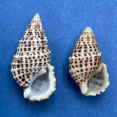 1 KG - Mexican Cerithium