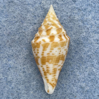 #2 Conus rizali 26.8mm F+ Philippines - Cerulean Specimen Shells