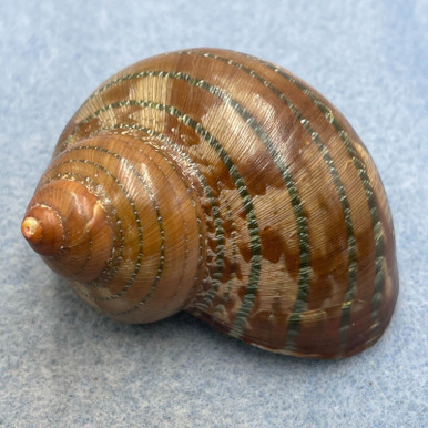 #1 Turbo petholatus 59.4mm F+ W/O Samar, Philippines - Cerulean ...