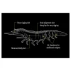 Nomad Live Ops Sumo Shrimp Features