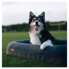 YETI Boomer Small Dog Bed Lifestyle Photo