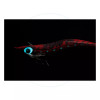 Yamashita Egi Oh K Kuroshio Special 4.0 Squid Jig Bioluminescence