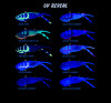 Daiwa Steez Soft Shell 90 Lure UV Colour Chart