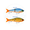 Rapala Super Shadow Rap Glide Colour Chart