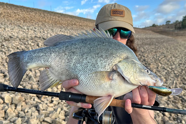 31-3-25-golden-perch-braydos-sml.jpg