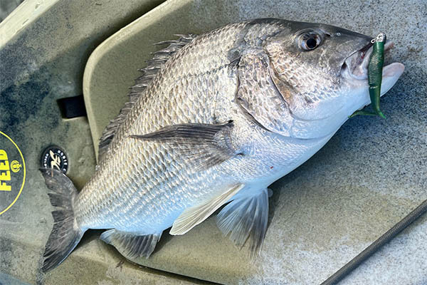 bream-onkaparinga-leigh-28-6-24.jpg