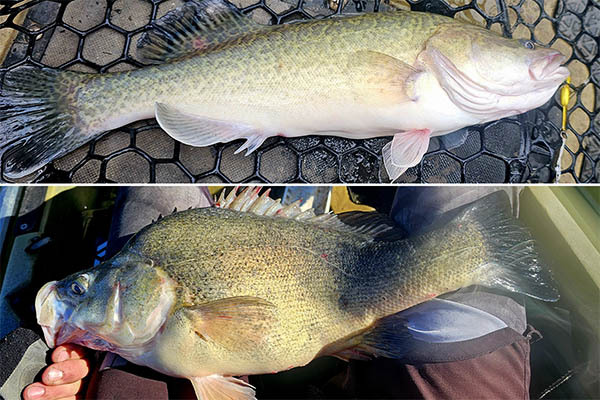 customer-chad-19-5-24-cod-callop.jpg