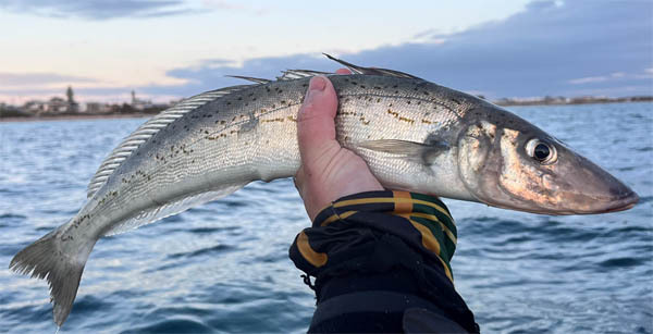 Fishing in Adelaide South Australia: Ultimate Guide for Anglers