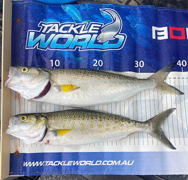 South Australian Fishing Report