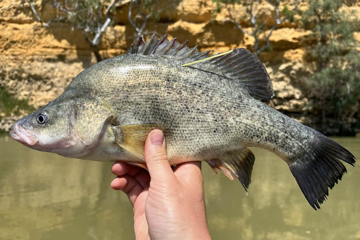 Callop & A Feed Of Redfin