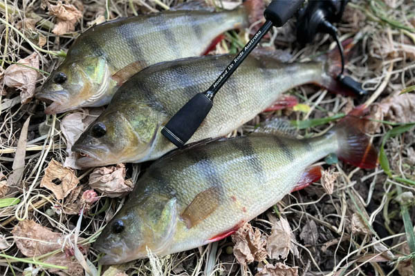 A Tasty Feed Of Redfin