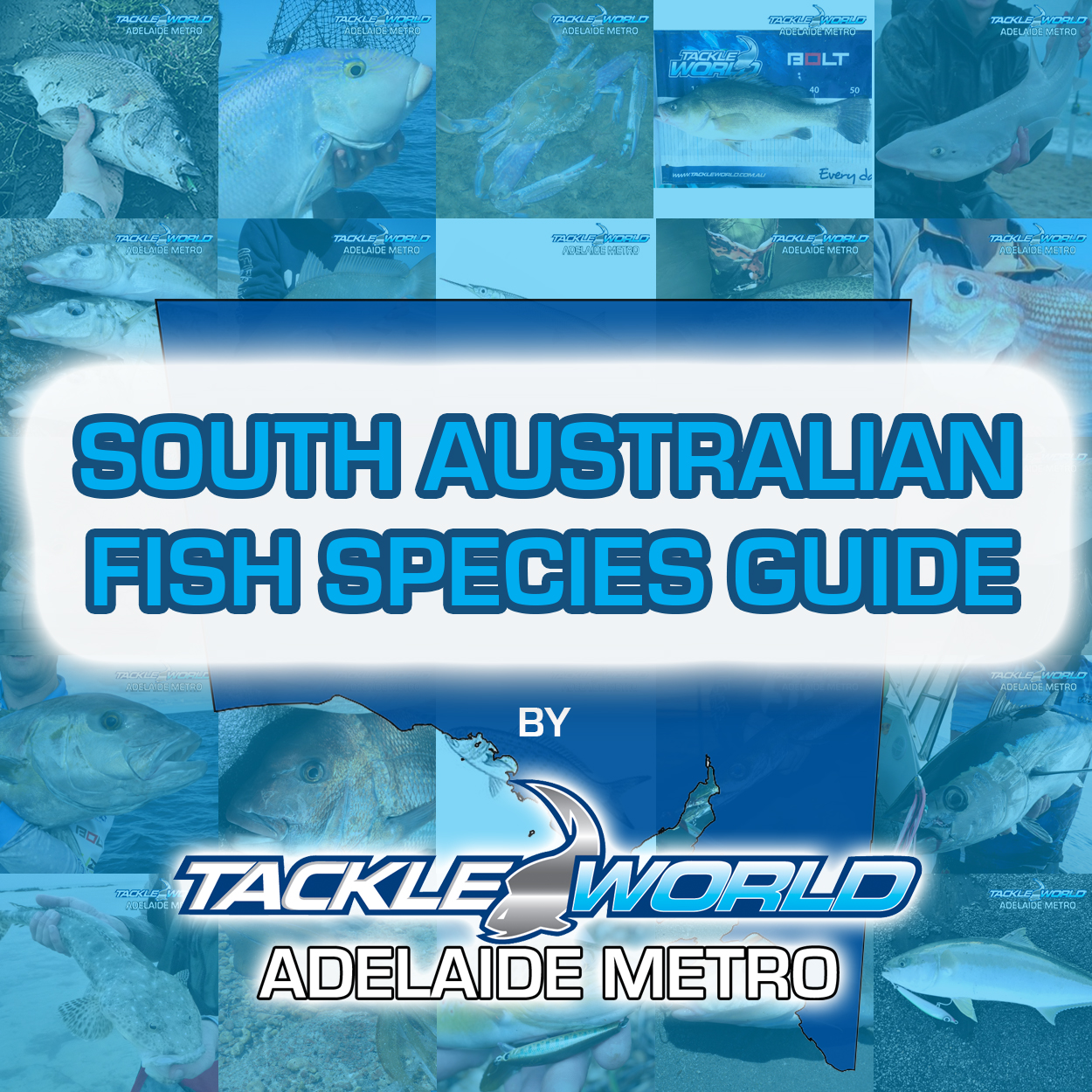 South Australian Fish Species Guide - Tackle World Adelaide Metro