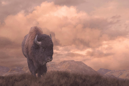 Tempered Glass - Sepia Buffalo - Pink Tempered Glass - Sepia Buffalo - Pink