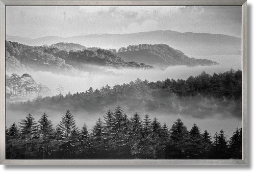 Misty Pine Veil - 32" x 47" Framed Wall Art - Gray Misty Pine Veil - 32" x 47" Framed Wall Art - Gray