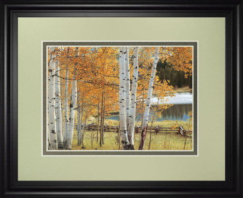 Birch Beauty By Mike Jones - Framed Print Wall Art - Light Brown