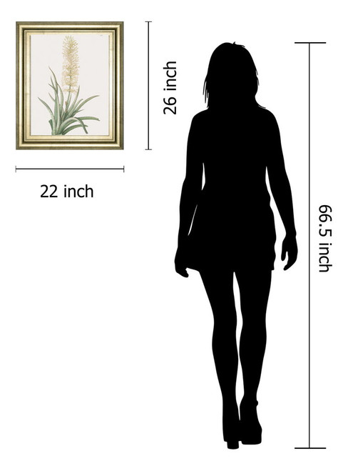 Sansevieria Zeylancia By Pierre Joseph Redoute - Framed Print Wall Art - Green