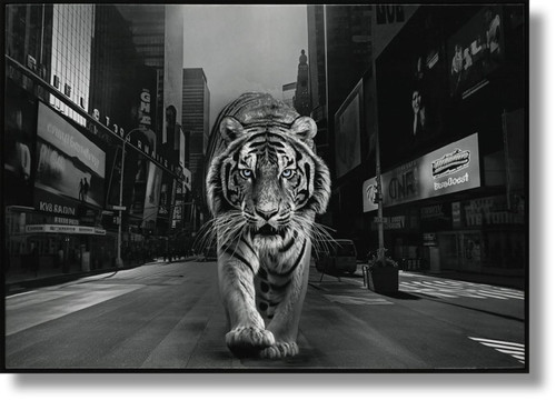 Glossy Painted Framed Canvas - Tiger Of The City - Dark Gray