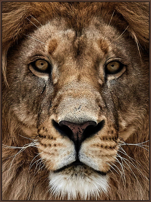 Majestic Gaze - 36" x 48" Framed Wall Art - Dark Brown