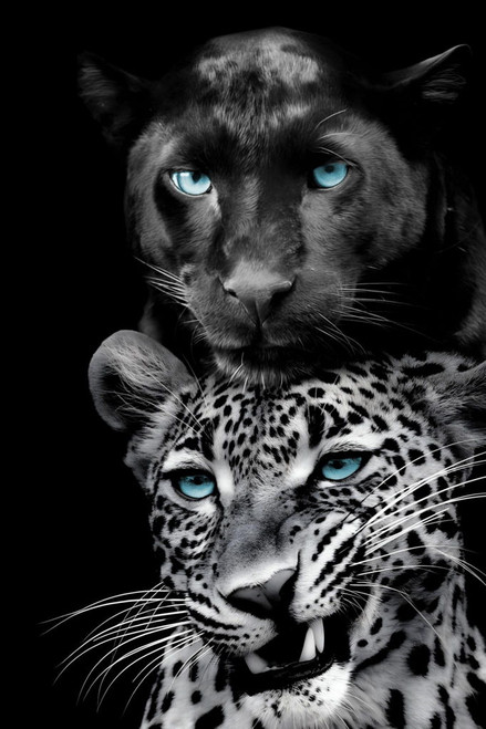 Azure Gaze Duo - 40" x 60" Framed Wall Art