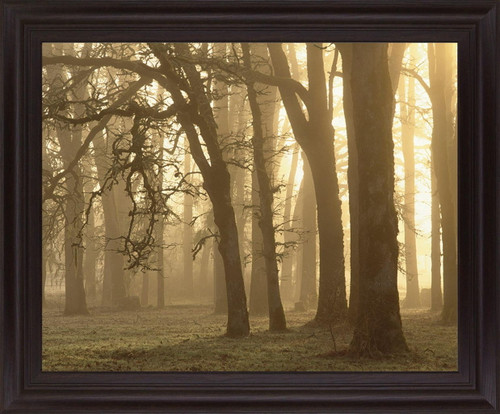 Misty Golden Grove - 28" x 34" Framed Wall Art - Light Brown