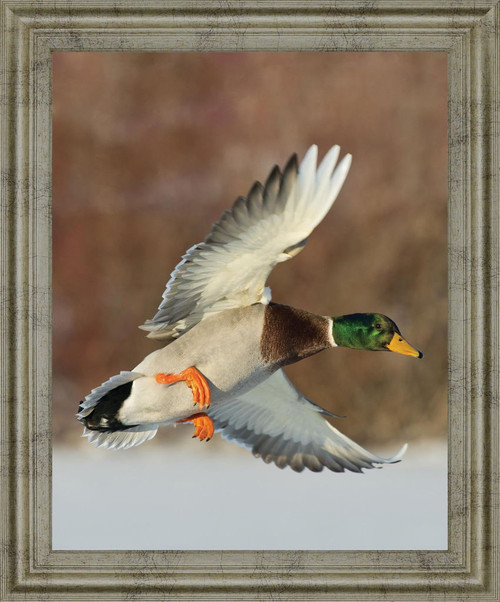 Mallard Glide - 28" x 34" Framed Wall Art
