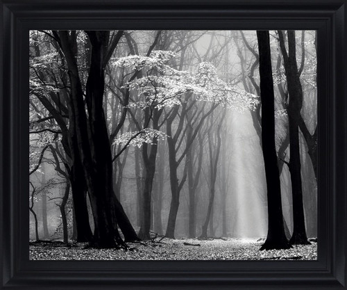 Silent Grove Shadows - 28" x 34" Framed Wall Art