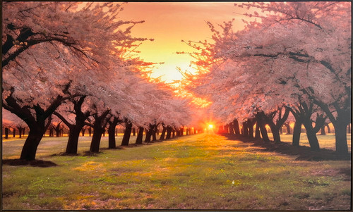 Blush Orchard Hand-Embellished Canvas In Frame - Pink / Gold