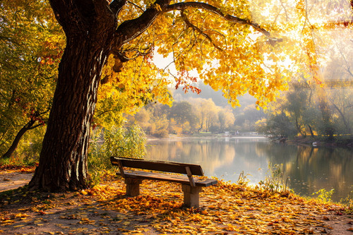 Autumn Lakeside Tempered Glass With Foil - Gold / Brown