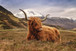 Tempered Glass With Foil - Highland Cow 2 - Light Brown