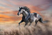 Tempered Glass With Foil - Running Horse - Dark Gray