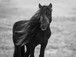 Framed - Iclandic Mare By Carol Walker - Dark Gray