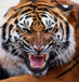 Framed - Mean Tiger - Orange