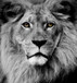 Small - Stunning King - Dark Gray