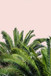 Tropical Leaves On Blush II By Acosta - Dark Green