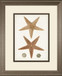 34x40 Coastal Curiosity I By Unknown - Light Brown