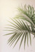 Sunkissed Palm By Jennifer Rigsby (Small) - Dark Green