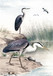 Along The Shores I By Piddix (Framed) - Green