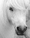 Island Pony I By Danita Delimont - Gray