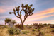 Joshua Tree Sunrise By Danita Delimont (Small) - Blue