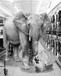 Safari Laundromat Elephant (Framed Small) - Gray