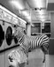 Safari Laundromat Zebra (Small) - Gray