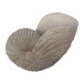 Shell Sculpture - Ivory