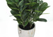 31" Tall, Artificial Plant, Garcinia Tree, Indoor, Faux, Fake, Floor, Greenery, Potted, Real Touch, Decorative - Green / White